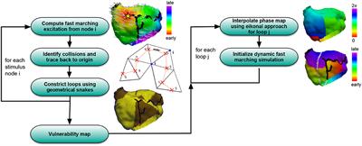 Patient-Specific Identification of Atrial Flutter Vulnerability–A Computational Approach to Reveal Latent Reentry Pathways